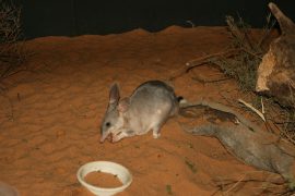 Bilby in a red sand enclosure