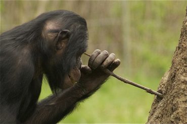 A chimpanzee using a stick to extract food from a tree trunk.
