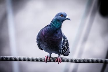 Image of Pigeon on metal wire
