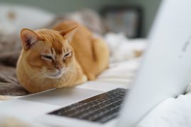 Image of a cat near a keyboard