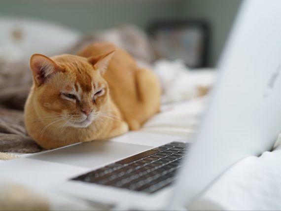 Image of a cat near a keyboard