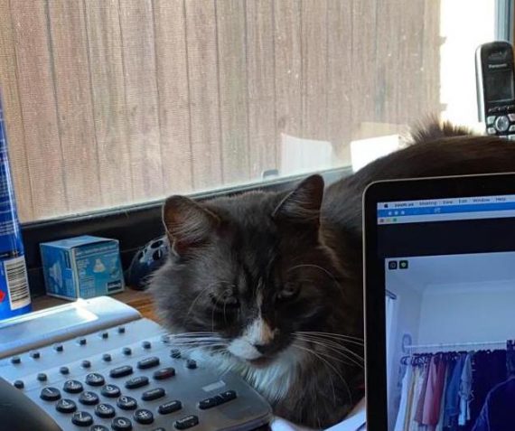 Home workstation with pet cat
