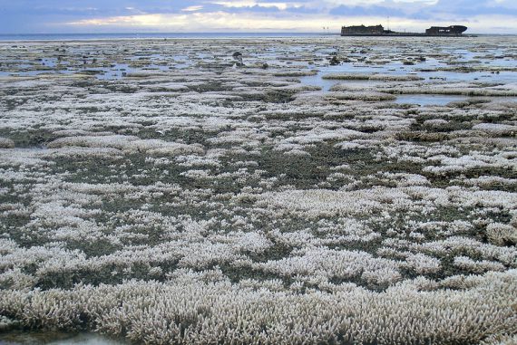 Expanse of bleached coral at low tide