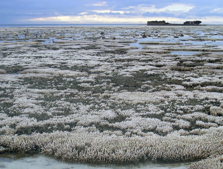 Expanse of bleached coral at low tide