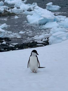 Penguin in Antarctica