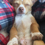 A photo of a chihuahua sleeping in the arms of its owner.
