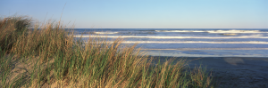 all grass on a sand dune with the beach and ocean surf in the background on a sunny day.