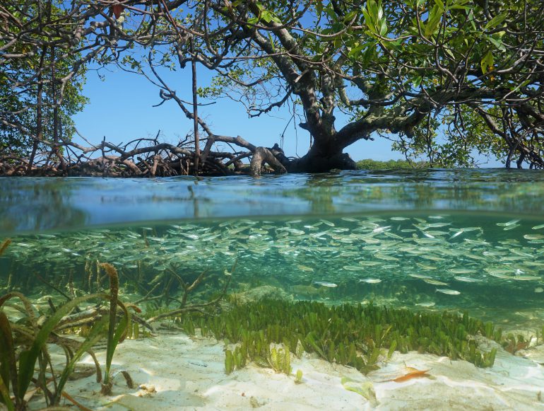 Split view in the mangrove with tree above water surface and shoal of juvenile fish underwater, Caribbean sea