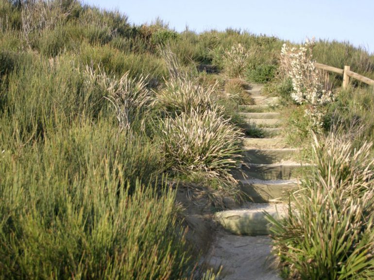 a coastal hillside, scrubby touch plants, rough stairs made of wood and sand lead upwards to a slice of sky