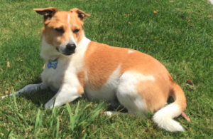 Mimi, a medium-sized brown and white dog, relaxing on the grass.