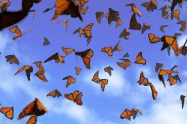 Group of monarch butterflies, Danaus plexippus swarm against a blue sky