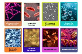 Pathogen cards from the board game featuring images of different bacteria