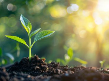 young plant growing in garden with sunlight