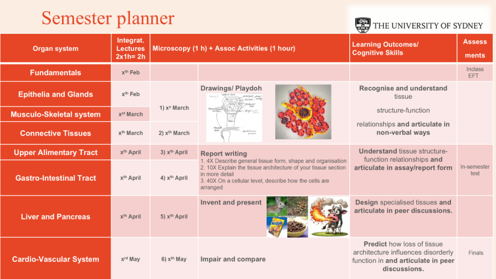 Semester planner table for a structure-function unit at the Sydney School of Veterinary Science at the University of Sydney (USYD crest in the top-right). The title ‘Semester planner’ appears large at the top. The grid has five columns: (1) Organ system, (2) Dates of Integrat. Lectures (2h), (3) Dates and content of Microscopy sessions (1 h) + Assoc Activities (1 hour), (4) Learning Outcomes / Cognitive Skills, and (5) Assessments. Row 1 — Fundamentals: lecture ‘xth Feb’; no activities. Row 2 — Epithelia and Glands: lecture ‘xth Feb’; microscopy cell shows “Drawings/Playdoh” with space for two illustrative images (a labelled tissue drawing and a Play-Doh model). The Learning Outcomes cell is merged across Fundamentals and Epithelia and reads: ‘Recognise and understand tissue; structure–function relationships; and articulate in non-verbal ways.’ The Assessment cell for these two rows is also merged and reads ‘In-class EFT.’ Rows 3–4 — Musculo-Skeletal system (lecture ‘xst March’, microscopy ‘1) xth March’) and Connective Tissues (lecture ‘xth March’, microscopy ‘2) xth March’). Their Learning Outcomes cell is merged and states: ‘Understand tissue structure–function relationships and articulate in assay/report form.’ Assessment merged across both: ‘In-semester test.’ Rows 5–6 — Upper Alimentary Tract (lecture ‘xth April’, microscopy ‘3) xth April’ with a three-part report-writing brief: describe at 4×, explain at 10×, describe cell arrangement at 40×) and Gastro-Intestinal Tract (lecture ‘xth April’, microscopy ‘4) xth April’). Row 7 — Liver and Pancreas: lecture ‘xth April’; microscopy ‘5) xth April — Invent and present’ with space for small images; Learning Outcomes: ‘Design specialised tissues and articulate in peer discussions.’ Row 8 — Cardio-Vascular System: lecture ‘xrd May’; microscopy ‘6) xth May — Impair and compare’; Learning Outcomes: ‘Predict how loss of tissue architecture influences disorderly function and articulate in peer discussions’; Assessment: ‘Finals.’ The left column and header are red; content cells are pale pink.